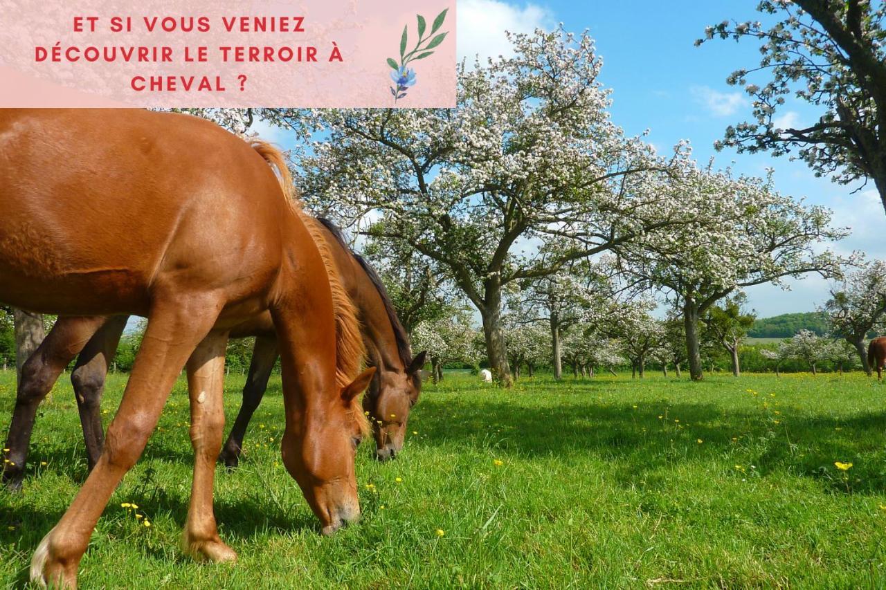 Suite Jungle - Jardin, Netflix Et Parking - Le Manoir Aux Pommes Orbec Eksteriør bilde